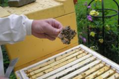 Königin im Zusetzkäfig  MINOLTA DIGITAL CAMERA